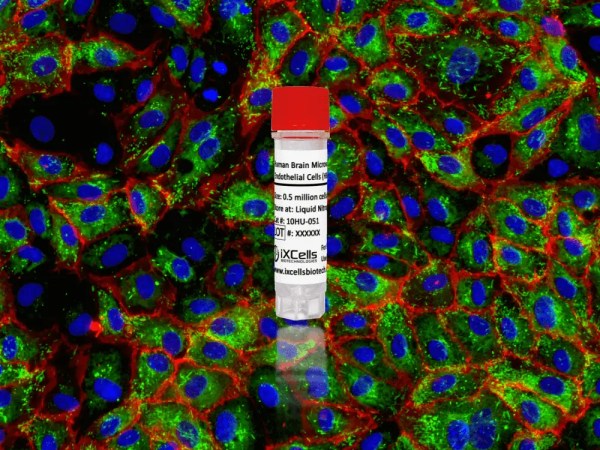 Human Brain Microvascular Endothelial Cells (HBMVEC)