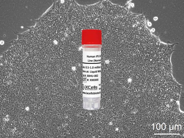 Human iPS Cell Line (Normal)