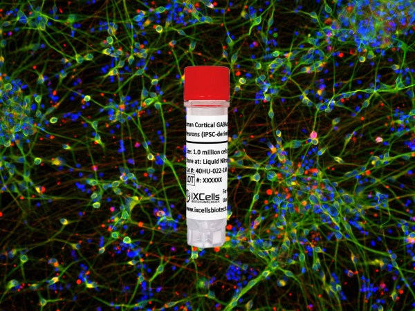 Human Cortical GABAergic Neurons 2.0 (iPSC-derived, Normal)