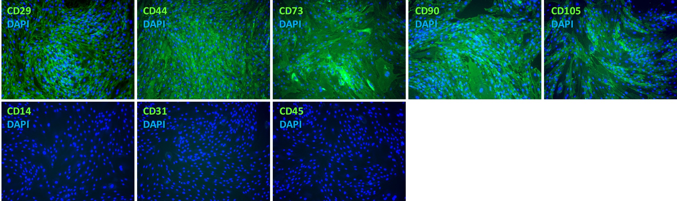 Human ADSCs