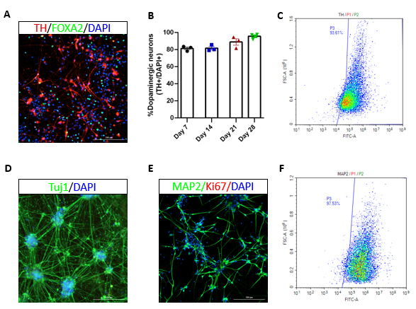 dopaminergic neuron ixcells data all