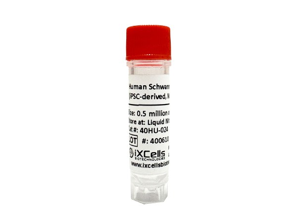 Image of IPSC-derived Schwann Cells