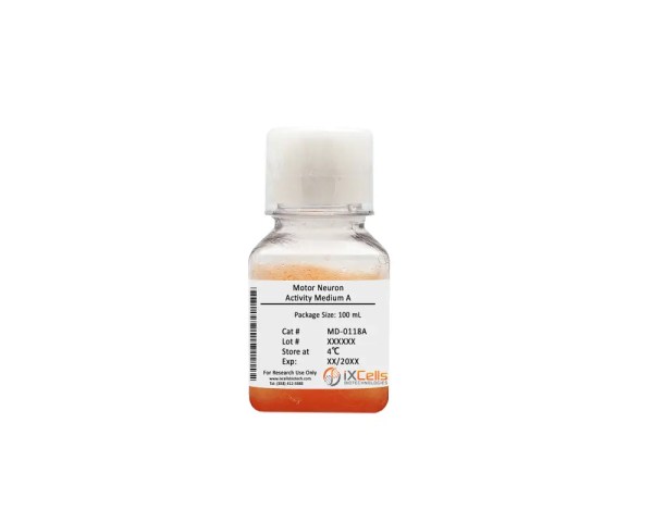 Motor Neuron Activity Medium A