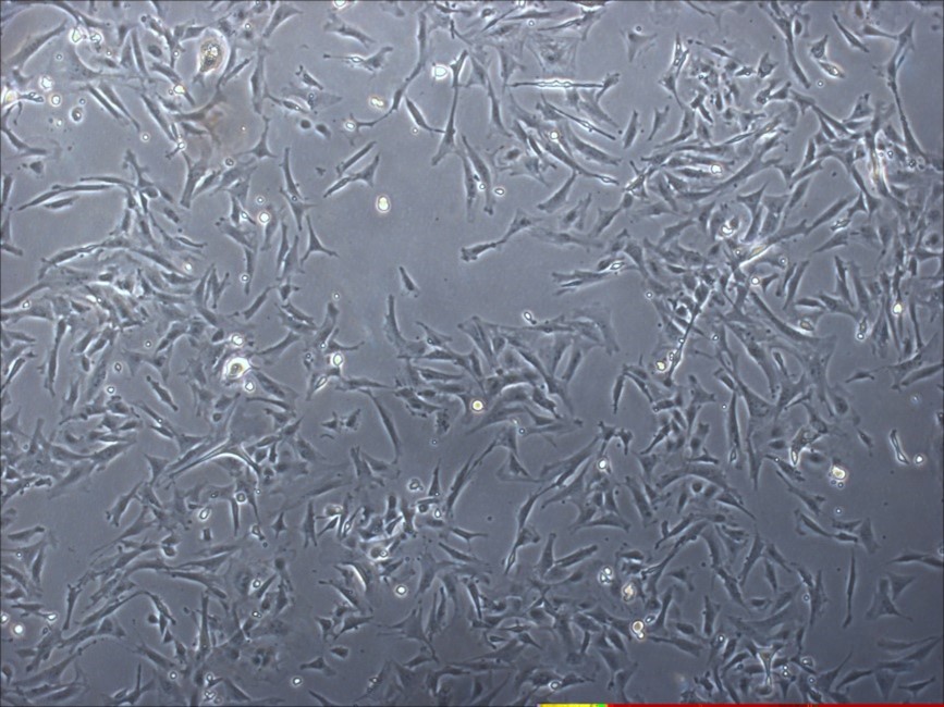 mouse dermal fibroblasts