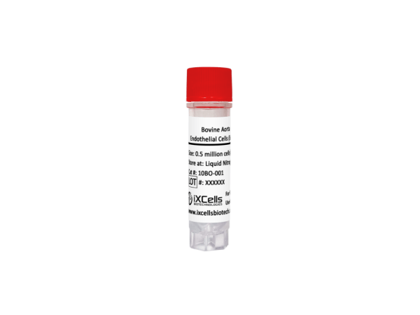 Bovine Aorta Endothelial Cells (BAECs)