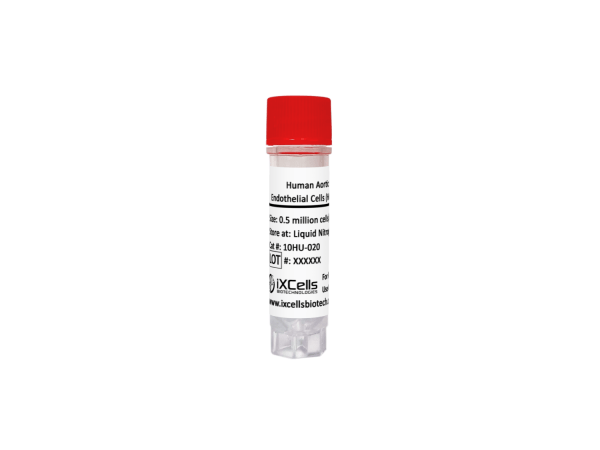 Human Aortic Endothelial Cells (HAOEC)