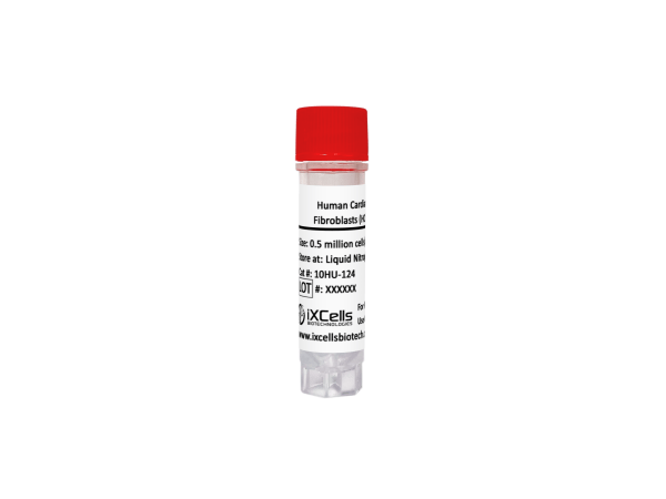 Human Cardiac Fibroblasts (HCF)