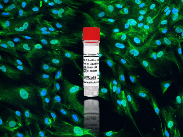 Human Schwann Cells (HSwC)