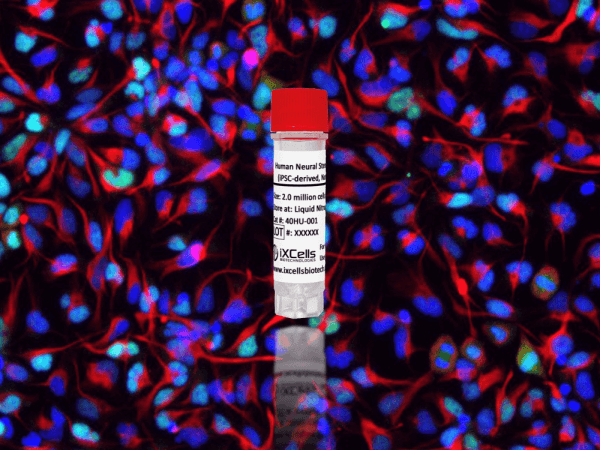 Human Neural Stem Cells (iPSC-derived, Normal)