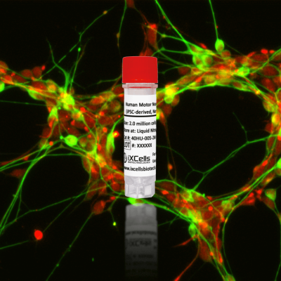 40HU-005-2M-Human Motor Neurons (iPSC-derived, Normal)
