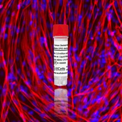 40HU-176-Human Skeletal Muscle Myoblasts (iPSC-derived, Normal)