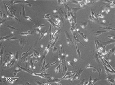 Human Villous Trophoblasts