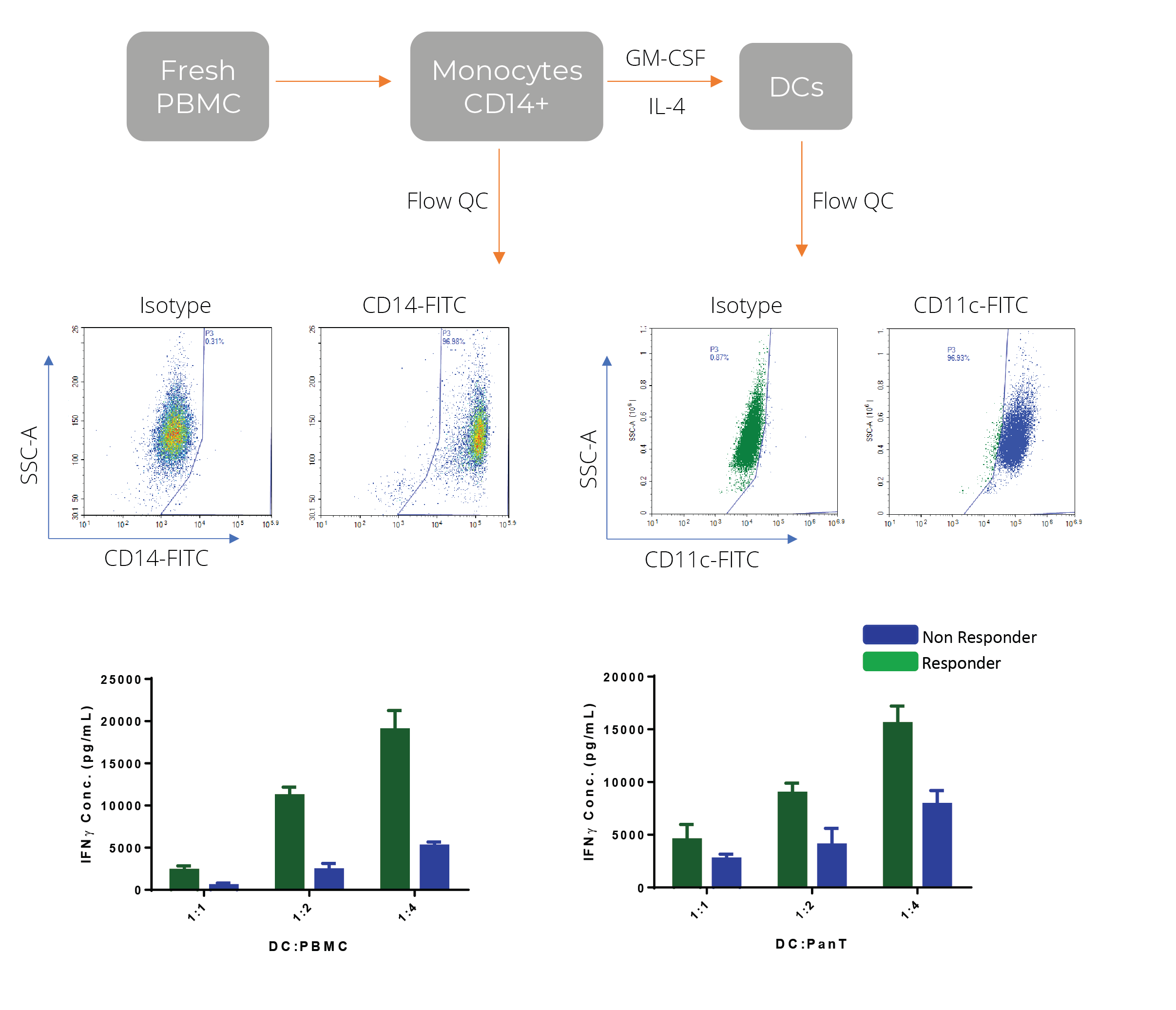 MONOCYTES DERIVED DENDRITIC CELLS