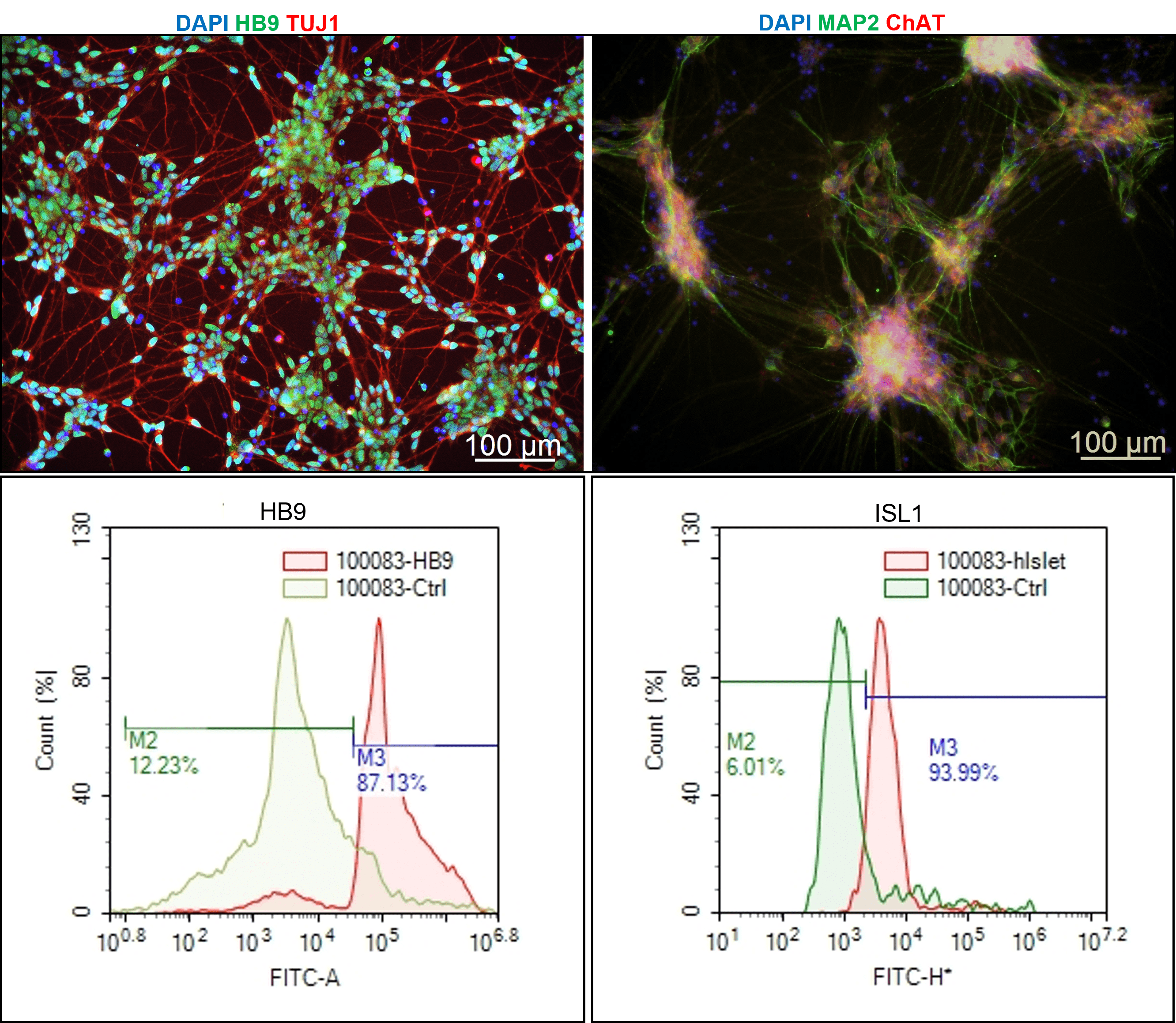 motor neurons 1
