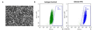 Mouse-Bone-Marrow-Derived-Macrophage-data-ixcells for researchers