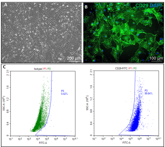 mouse mesenchymal stem cells bone marrow figure 1