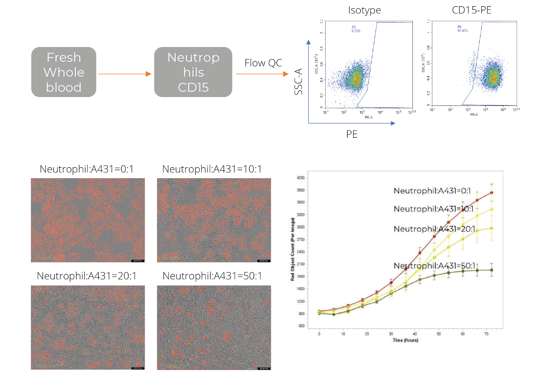 Neutrophils killing Assay