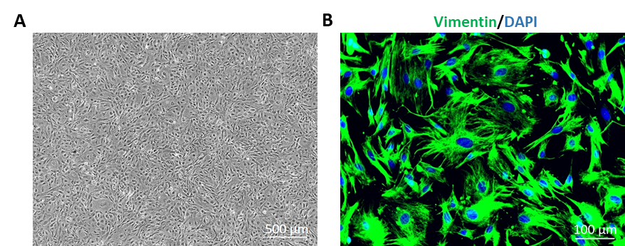 Rat Sertoli Cells